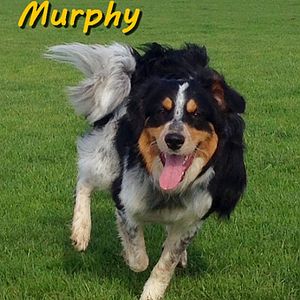 Flodeya´s Murphy