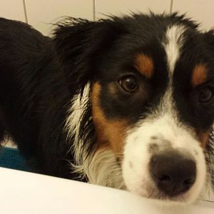 Leila, vom Welpen zum Junghund