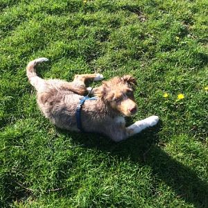 Pelle mit 3-4 Monaten