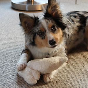 Mini Aussie Amy