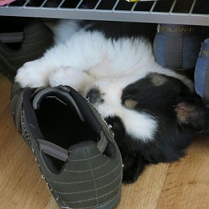 Unser Mini-Aussie Skotta