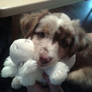 Bailey Geburt  bis 8. Woche