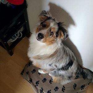 Mein Glück auf vier Pfoten - Lilly