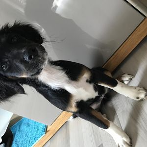 The day of an (A)ussie (A)ila