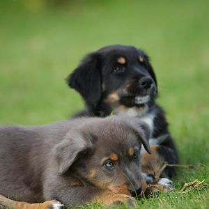 Joe und die kleine Braune