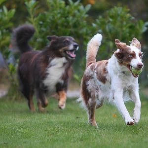 die Eltern, Balou und Cheyenne