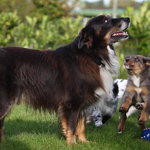 Balou, der stolze Papa