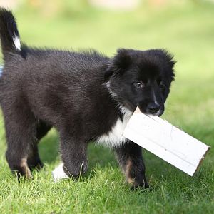 der "Kragenbär" mit Beute