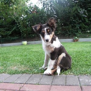 guck ganz blöd aus der wäsche :-) bin doch noch ein welpe