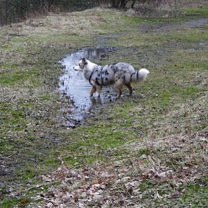 Thyson im Wald / Rheinbabenhalde