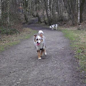 Thyson im Wald / Rheinbabenhalde