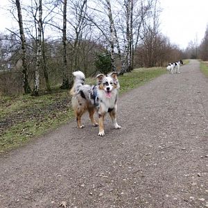 Thyson, Rheinbabenhalde