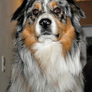 Flying Fortress Kamikaze
Dacapo