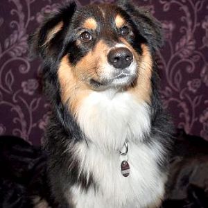 Flying Fortress Mercie
Caileigh