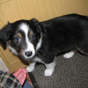 Besuch bei der Züchterin.. gerade mal 6 Wochen alt =)