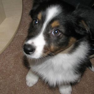 Inzwischen schon 10 Wochen alt =)