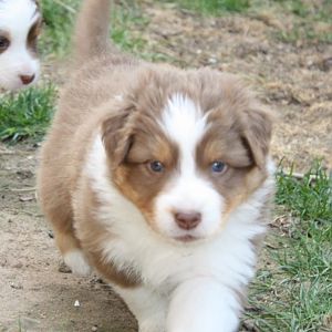 Welpen 4,5 Wochen alt 090