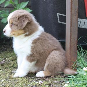 Welp0en 6,5 Wochen alt 033