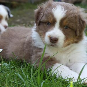 Welpen 2011 5 Wochen alt 052