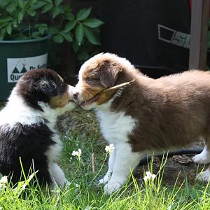 Welp0en 6,5 Wochen alt 035