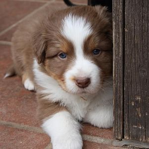 Welpen 4,5 Wochen alt 137