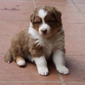 Welpen 4,5 Wochen alt 119