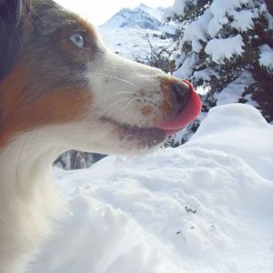 In Österreich, Winter 2010/11