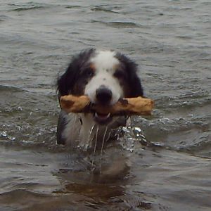 Beim Stöckchen retten