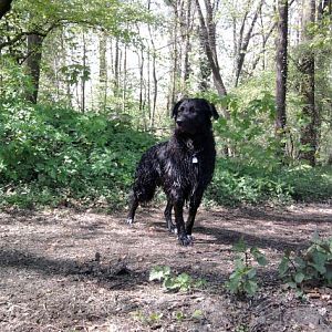 Dexter, nass im Wald kurz nach dem spontanen schwimmengehen im Schlagetterteich xD