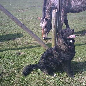 Dexter =) an der Pferdewiese