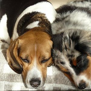 P1000377http://www.aussie.de/forum/album.php?albumid=54&attachmentid=831