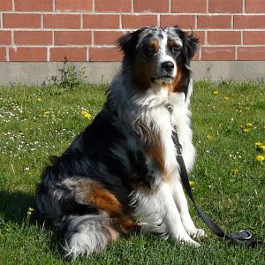 P1000528http://www.aussie.de/forum/album.php?albumid=54&attachmentid=832