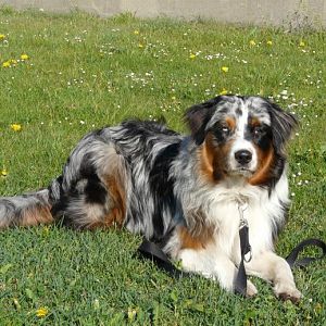 P1000527http://www.aussie.de/forum/album.php?albumid=54&attachmentid=833