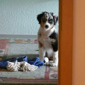 P1000301http://www.aussie.de/forum/album.php?albumid=54&attachmentid=834