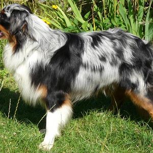 P1000539http://www.aussie.de/forum/album.php?albumid=54&attachmentid=836