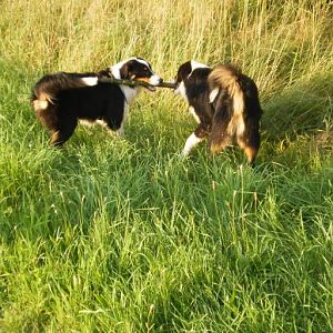 Murphy 075 
Murphy mit Bruder Jack