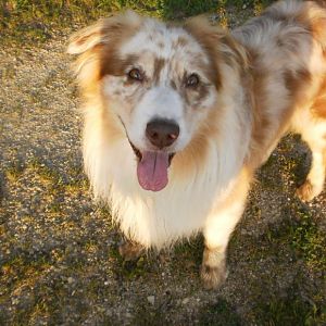 Murphy 078
Haidriver´s HokusPokus ( Dusty)