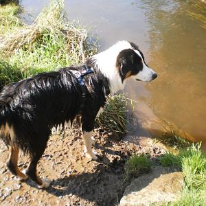 Murphy 071
Haidriver´s Black Point ( Murphy )