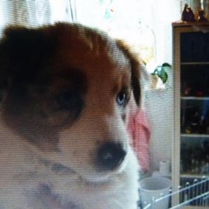 Lady
Red Merle Hündin
auf dem Bild 8 Wochen alt =)