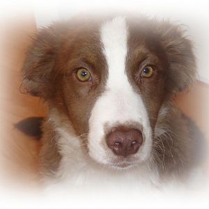 molly