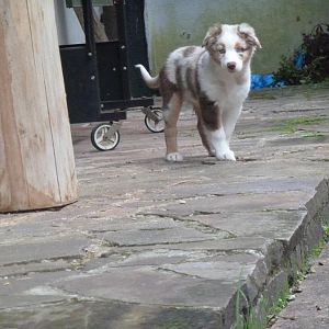 Lady =) mit 9-10 Wochen