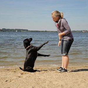 Labradorhündin Khiara