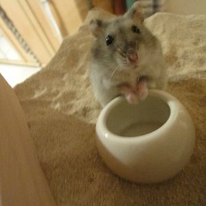 Zwerghamster Stitch bettelt