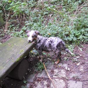 Mia ausruhen nach dem schwimmen -.-
August 2011