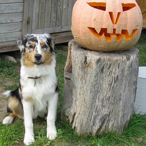 Vorfreude auf Halloween ;)