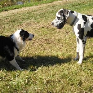 Murphy im Okotober mit seinem Kumpel Loui, die beide gleich alt sind(Jetzt 11 Monate, auf dem Bild knapp 9 Monate)