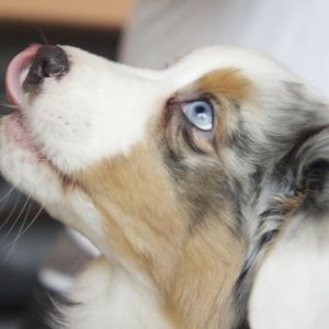 DSC02692http://www.aussie.de/forum/album.php?albumid=121&attachmentid=1680