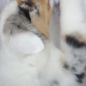 DSC02687http://www.aussie.de/forum/album.php?albumid=121&attachmentid=1681