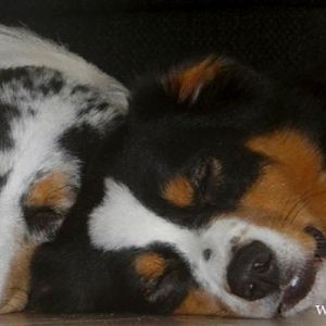 meine Schlafmützen

und ja Aussies kennen das Wort Pause ;))