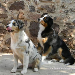 so schauen meine Beiden, wenn ich Leckerlies habe ;)